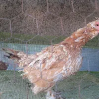 مرغ|حیوانات مزرعه|فردوس (خراسان), |دیوار