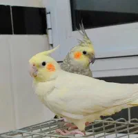 عروس هلندی نر ماده کم سن