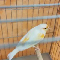 قناری نر|پرنده|پاکدشت, شهرک امام رضا|دیوار