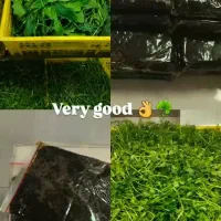 سبزی شمالی و تهرانی