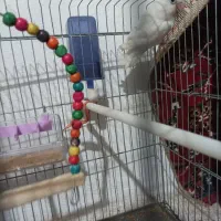 طوطی برزیلی بالغ|پرنده|جهرم, |دیوار