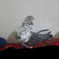 سلام کبوترگرفتنی‌چندروزپیش