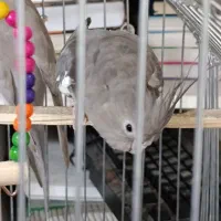 عروس هلندی جفت|پرنده|سردشت, |دیوار