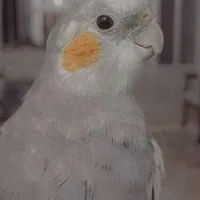 عروس هلندی گمشده