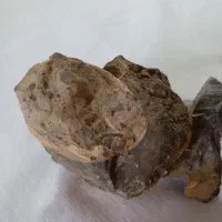 سنگ فسیل|کلکسیون اشیاء عتیقه|مشهد مرغاب, |دیوار