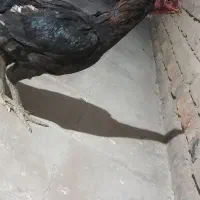 مرغ اصیل