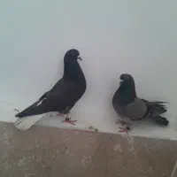 کبوتر دم سفید