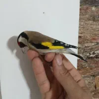 سهره امسال شوش|پرنده|شوش, |دیوار