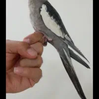 عروس هلندی گم شده