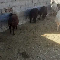 بره|حیوانات مزرعه|شباب, |دیوار