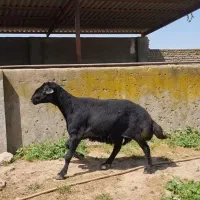 قوچ قره چال اصل