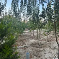 باغ ۹۰۰متری/سند۶دانگ/دونبش/منطقه ویلایی پدم|فروش خانه و ویلا|محمدشهر, همایون ویلا|دیوار