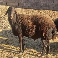 قوچ افشار دوساله