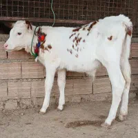 دوعدد گوساله سیمینتال نر قرمز شرابی آخر جنس گاو|حیوانات مزرعه|آق قلا, |دیوار