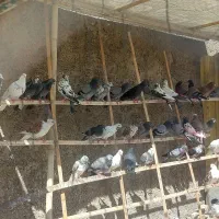حدود ۴۰ تا کبوتر
