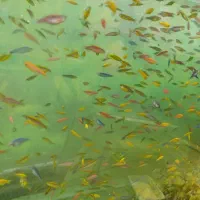 مرکز پخش ماهی رنگی|ماهی|اردبیل, |دیوار