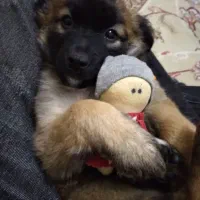 توله سگ|سگ|اسلام‌شهر, شهرک واوان|دیوار