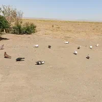 کبوتر|پرنده|میان جلگه, |دیوار