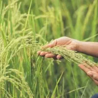 برنج نوج دانه سفید شیشه اورگانیک