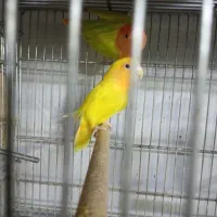 طوطی برزیلی مولد نژاد اوپال اورنج فیس|پرنده|تهران, نازیآباد|دیوار