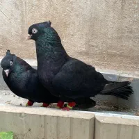 زاغ ابادانی