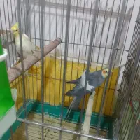 عروس هلندی نر وماده|پرنده|سبزوار, جهاد کشاورزی|دیوار