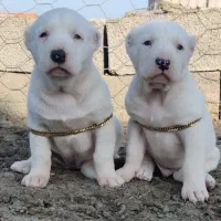 توله الابای