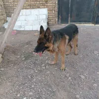 سگ ژرمن جوان
