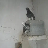 کبوتر|پرنده|میناب, |دیوار