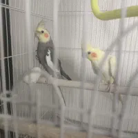 یک جفت عروس هلندی نروماده مولد همراه با یک جوجه