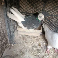 کبوتر ابلغ نر  باخت رفته