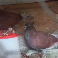قفس نراد ویه جفت کبوتر