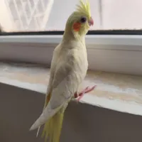 گمشده