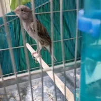 قناری دوساله دهن سر لر بخون دهن ایوب رحمتی|پرنده|بومهن, |دیوار