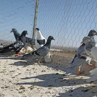 10تا کفتر بم فریمان|پرنده|قلندر آباد, |دیوار