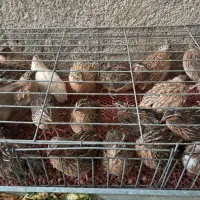 بلدرچین بالغ نر.کشتار