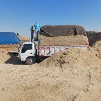 کاه نیشکر ر مقویتر بصرفه تر از کاه گندم