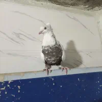 کفتر