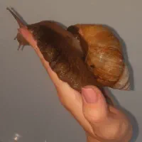 حلزون آچاتینا اسکارگو|آرایشی، بهداشتی، درمانی|میاندوآب, |دیوار