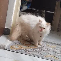 گربه های زیبا غیر، رایگان.|گربه|رشت, کوی فکوری|دیوار