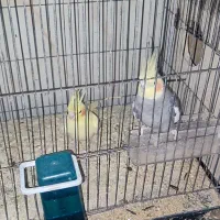 دو جفت عروس هلندی