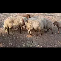 میش|حیوانات مزرعه|اندیمشک, |دیوار