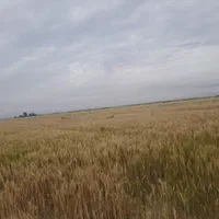 شادگان بوزی زمین کشاورزی ۱۲ هتکار اجاره میدم
