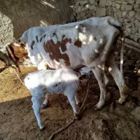 گاو گوساله|حیوانات مزرعه|مسجد سلیمان, |دیوار