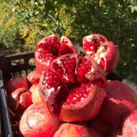 انار آبدار ودانه قرمز|خوردنی و آشامیدنی|سبزوار, باهنر|دیوار