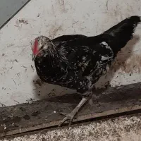 جوجه خروس|حیوانات مزرعه|سنگر, |دیوار