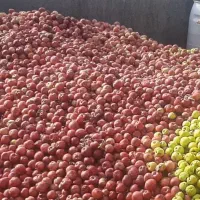 سرکه سیب صدرصد طبیعی ازباغات خلخال