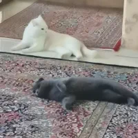 واگذاری گربه اسکاتیش|گربه|کرمان, |دیوار