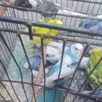 مرغ عشق|پرنده|بوکان, |دیوار