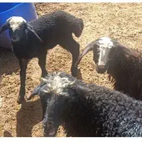 3راس بره شیرمست نروماده نژاددار